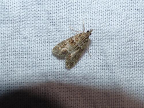 Eudonia mercurella